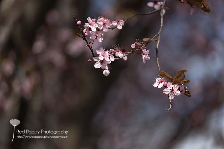Seattle_Belltown_flowers_IMG_8458