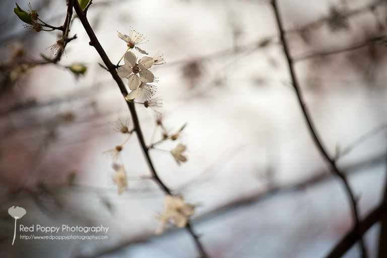 Seattle_Belltown_flowers_IMG_8488