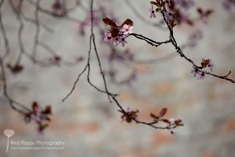 Seattle_Belltown_flowers_IMG_8491