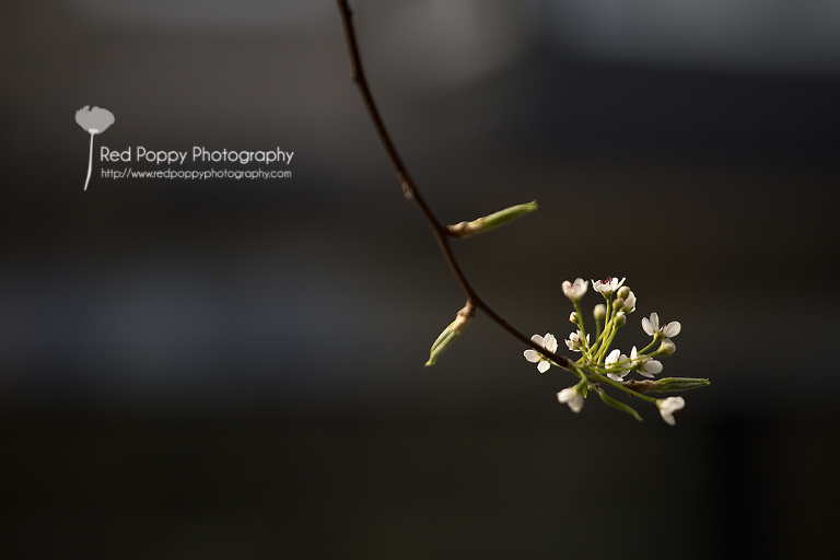 Seattle_Belltown_flowers_IMG_8512